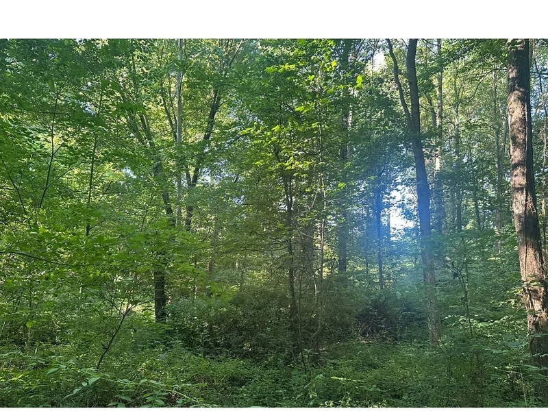 Before land clearing