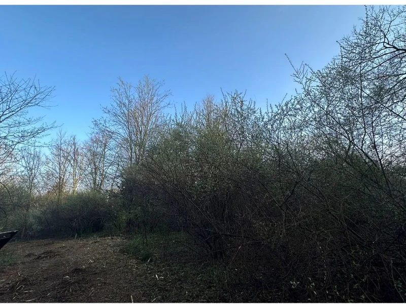 Before land clearing