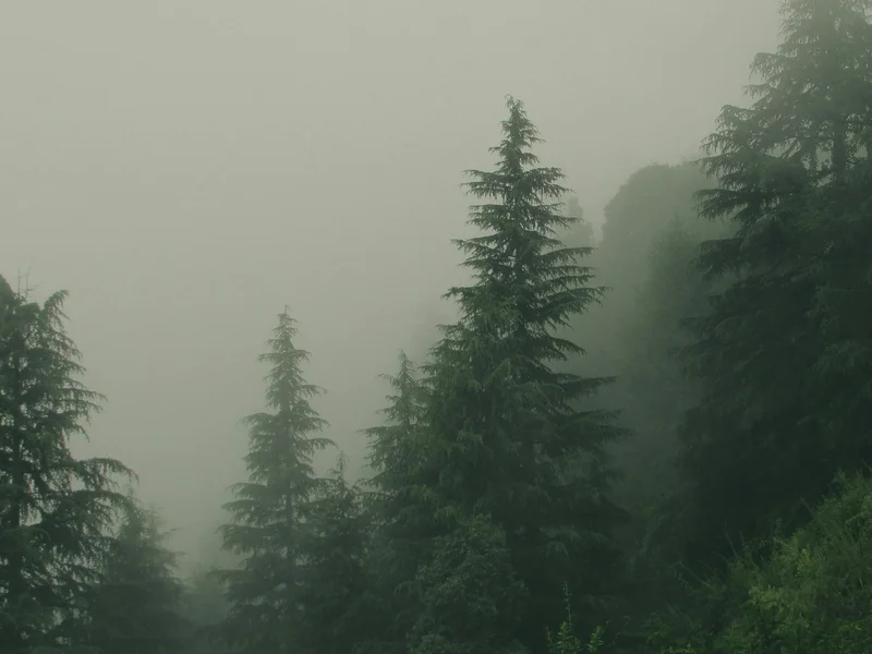 Before land clearing