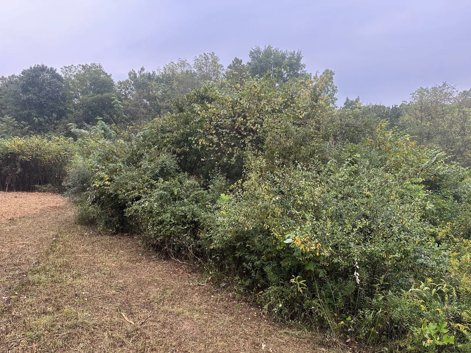 Before land clearing