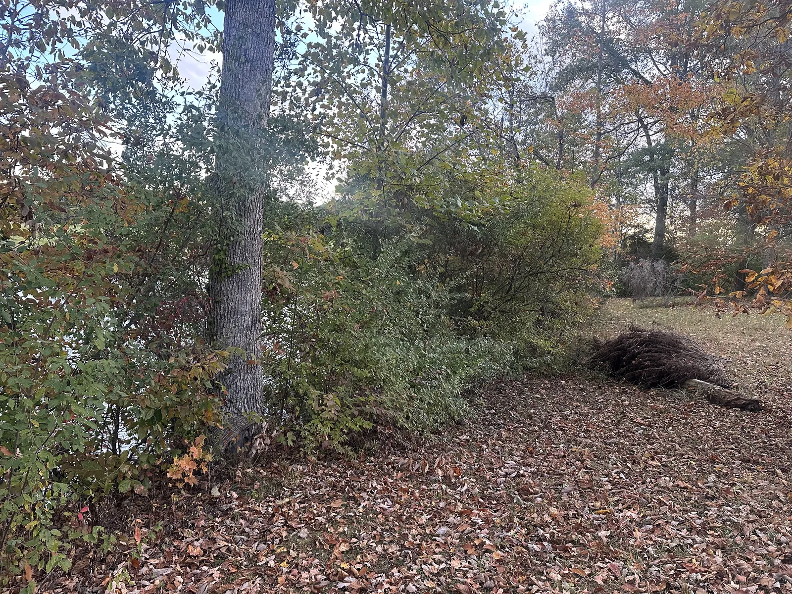 Before land clearing