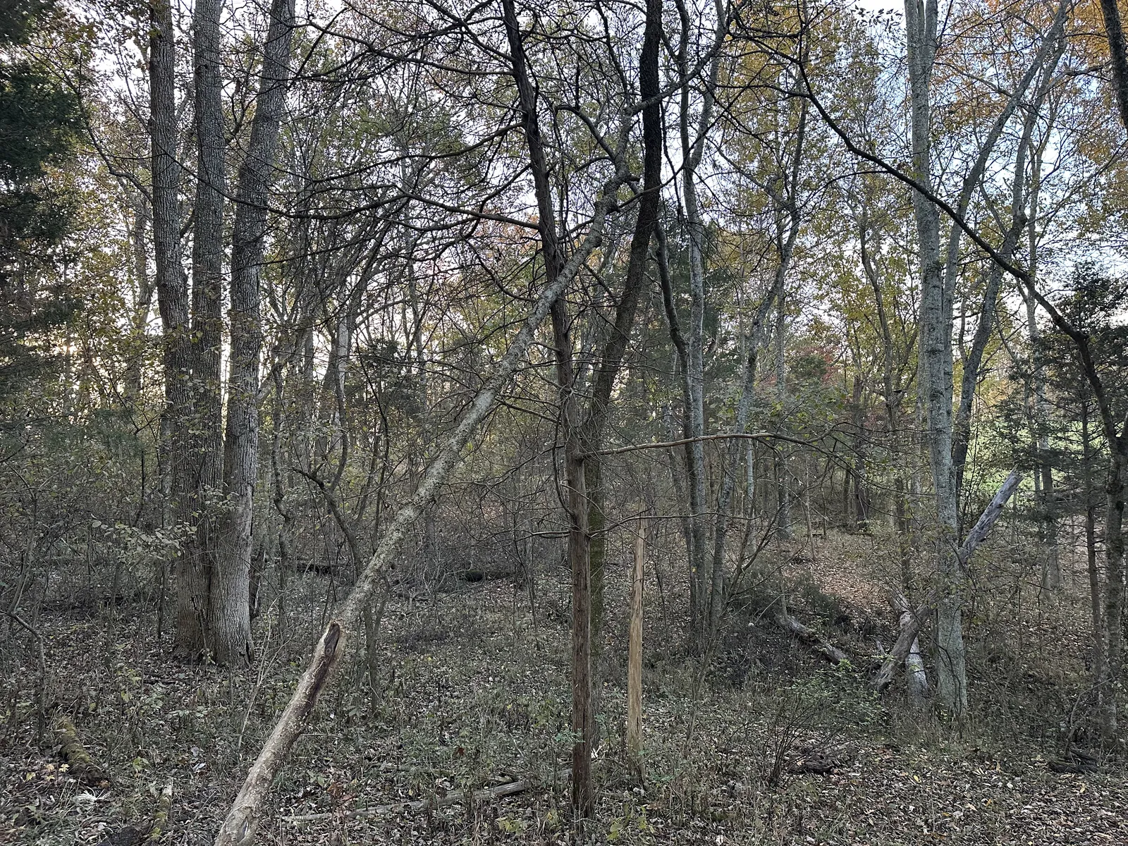 Before land clearing