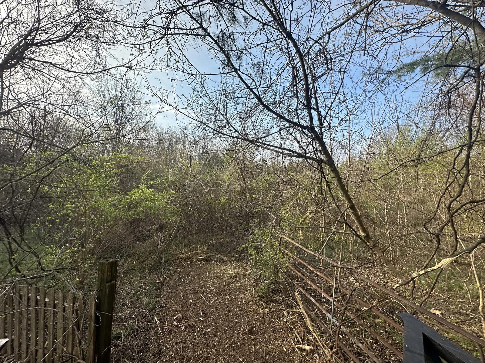 Before land clearing