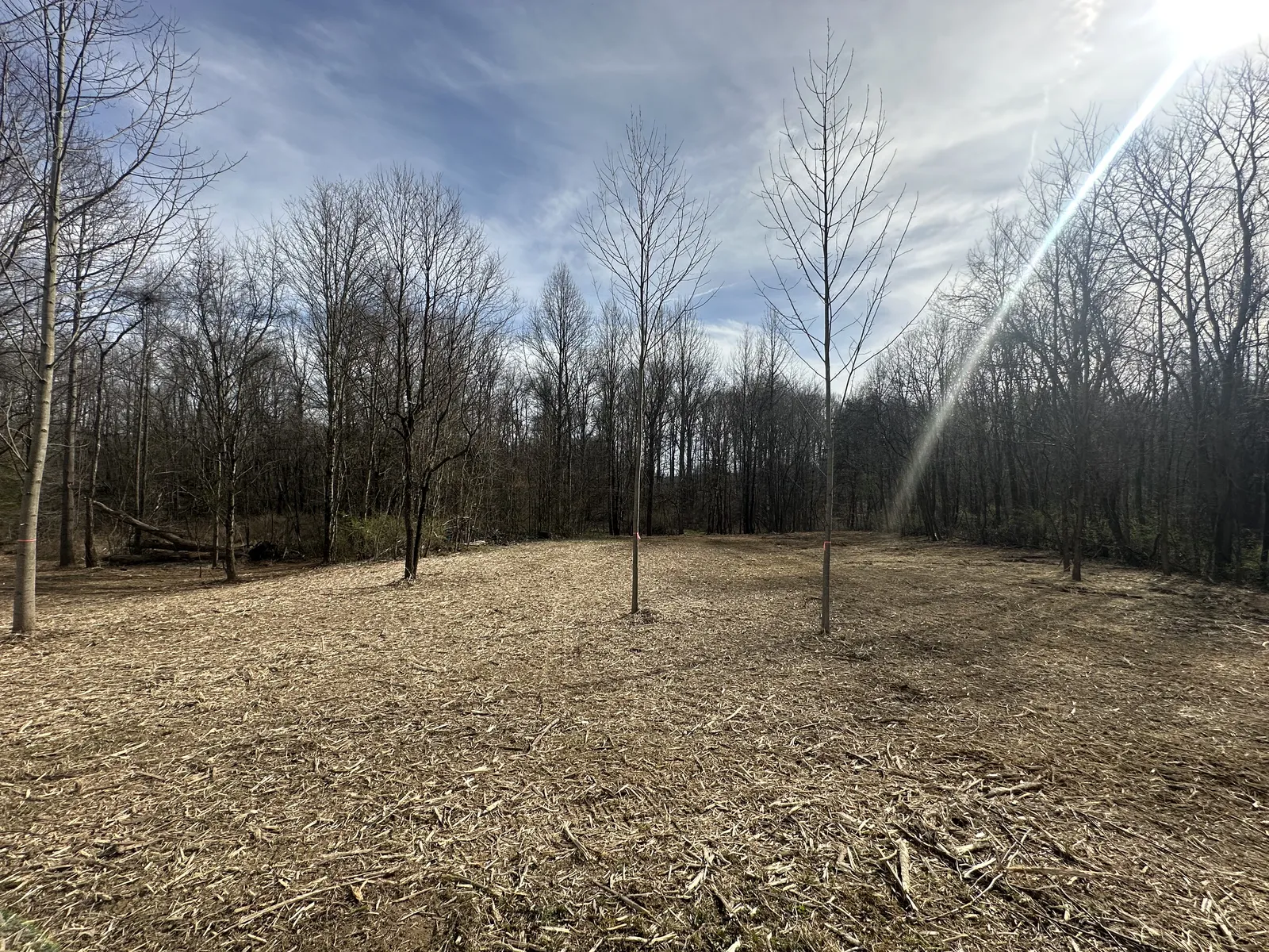 After land clearing