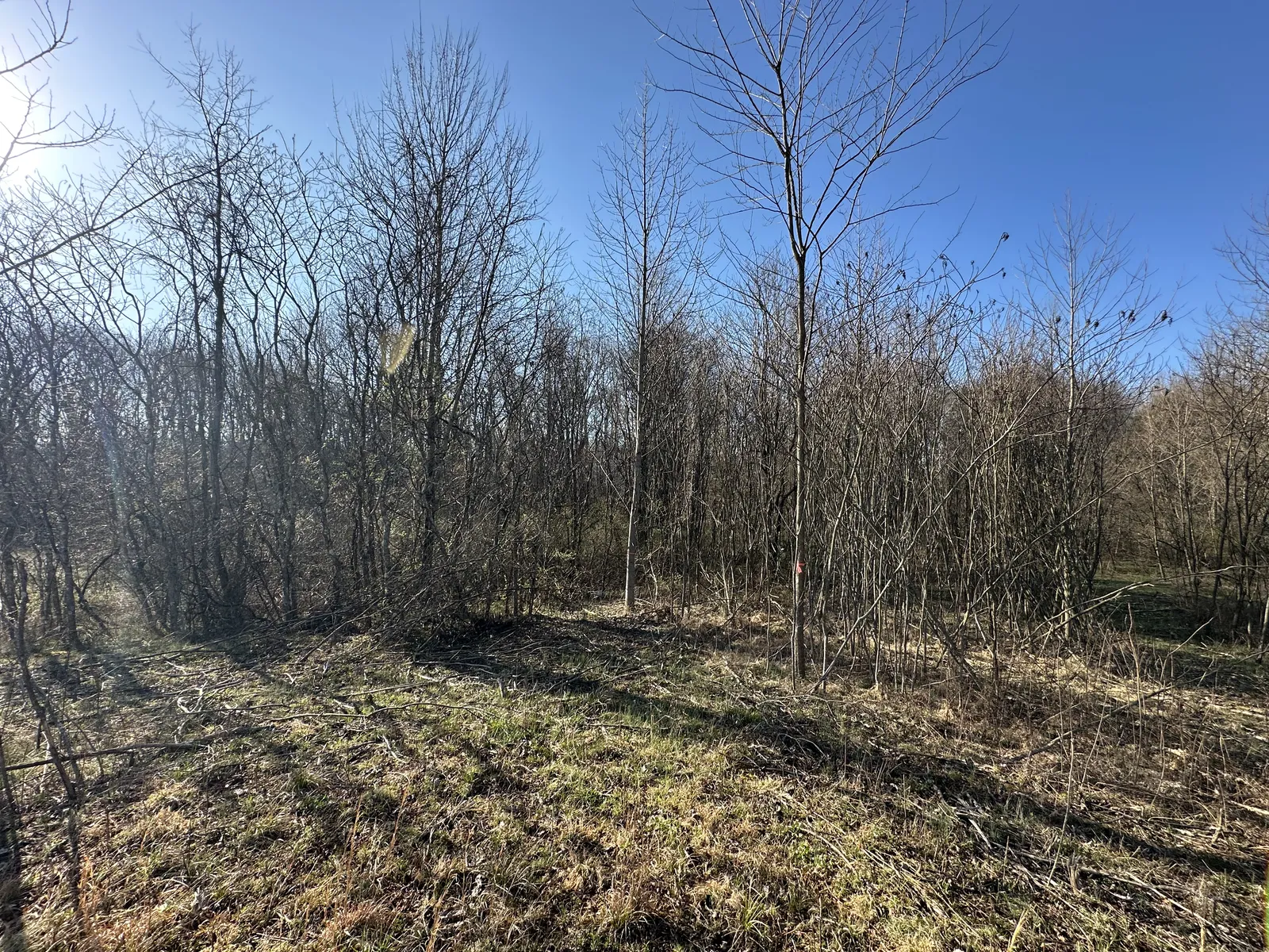 Before land clearing