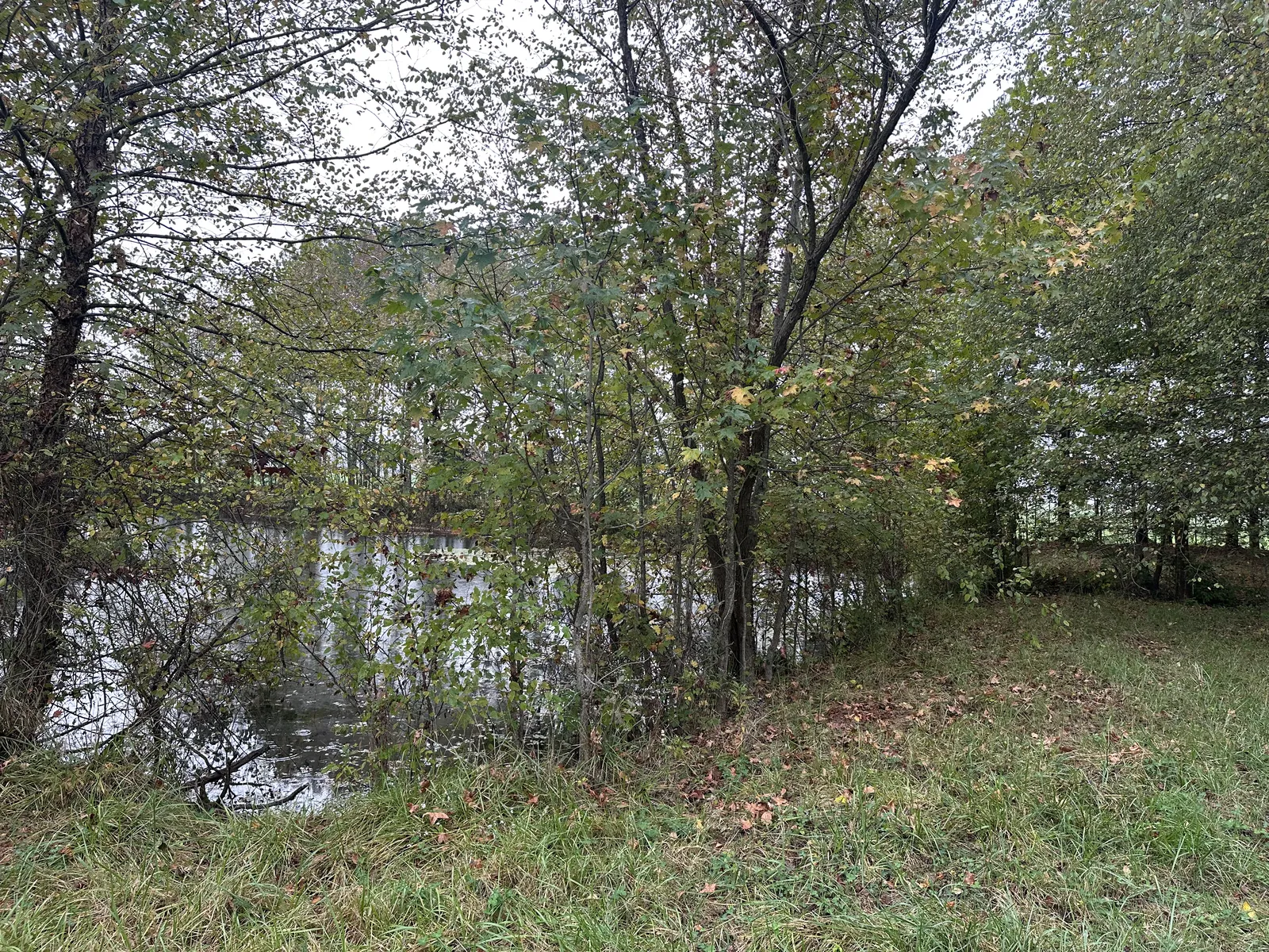 Before land clearing