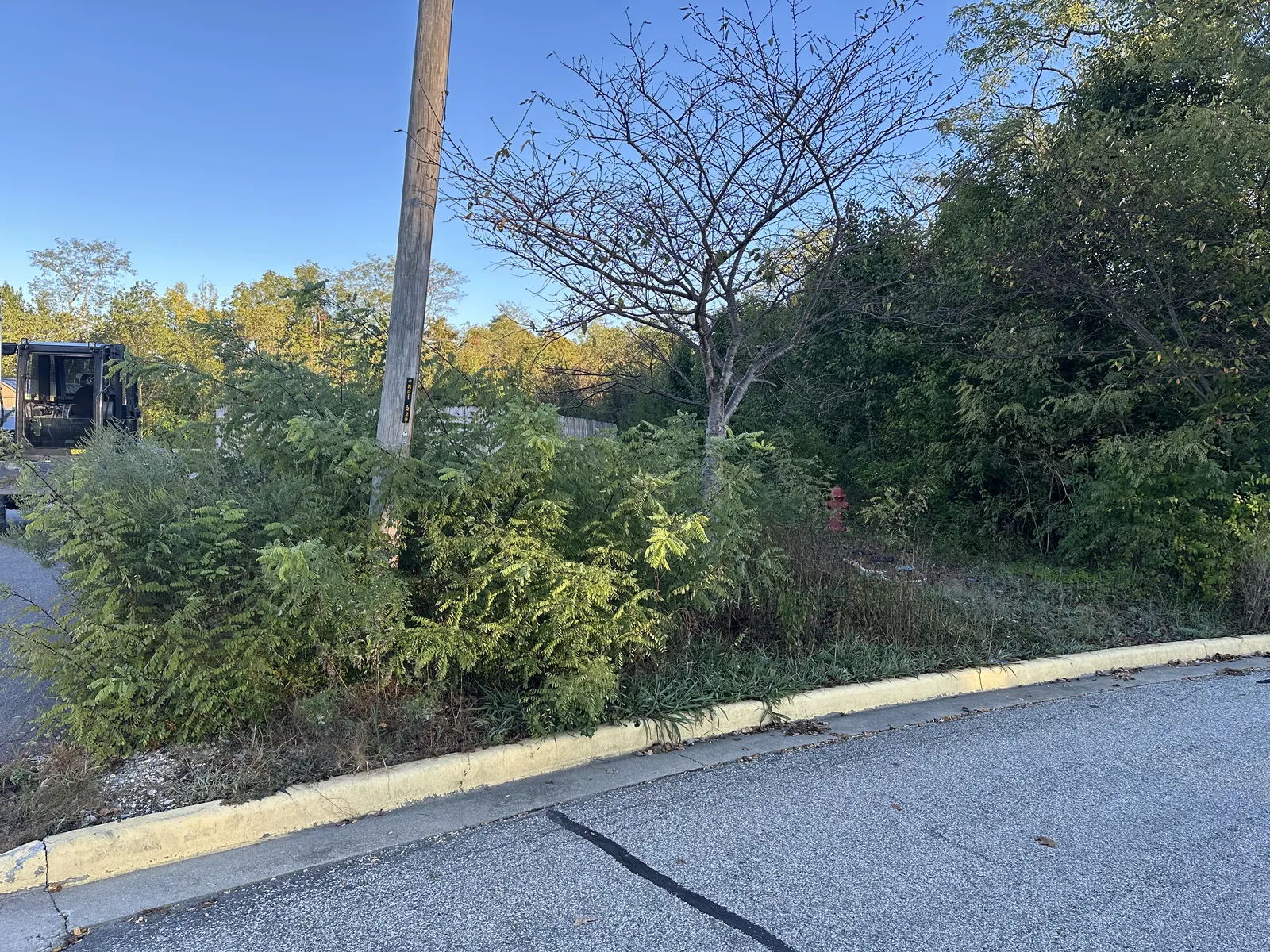 Before land clearing